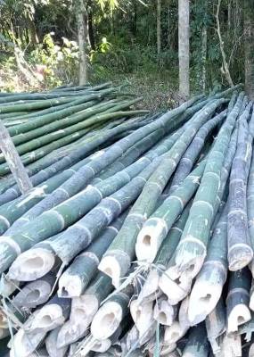 Bamboo Suppliers in Assam